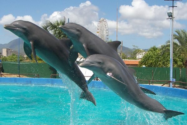 Nado con Delfines